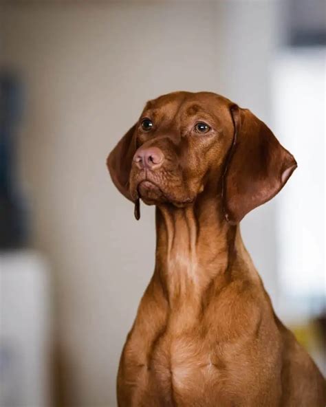 The Vizsla Weimaraner Mix Your Ultimate Breed Information Guide