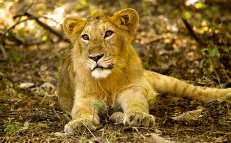 Wallpaper Grass Wildlife Big Cats Wilderness Whiskers Jungle