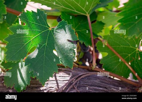 grape tree growing  garden stock photo alamy
