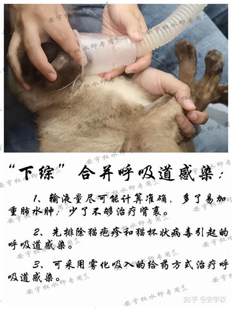 【宇】23例猫下泌尿道综合征病例汇总和分析 22 安宇权作 知乎