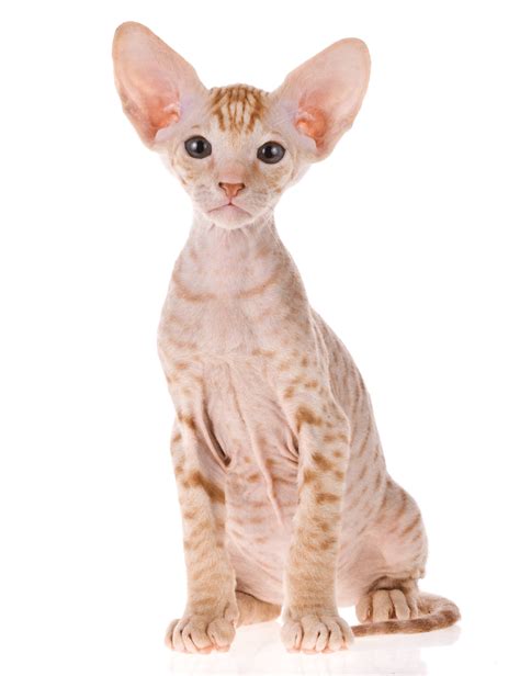 Peterbald Breeders Australia Peterbald Info And Kittens