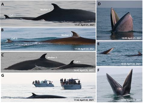 Photographic Examples Of Ac Mothercalf Pair Of Brydes Whales In Download Scientific