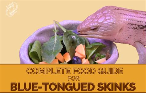 Blue Tongue Skink Food Pyramid Complete Critter, 44% OFF