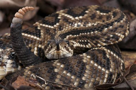 As Cobras Mais Venenosas Do Brasil