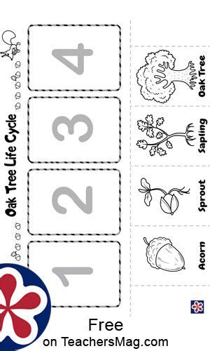 From Acorn To Oak Tree Free Printables TeachersMag Tree Life