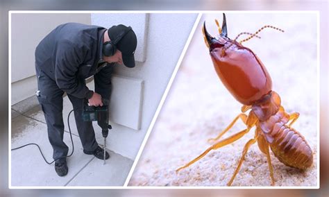 Why There S A Year Round Need For Termite Control