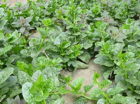 Indian Spinach World Crops Database