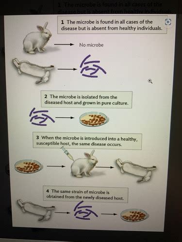 Ch Microbes Flashcards Quizlet