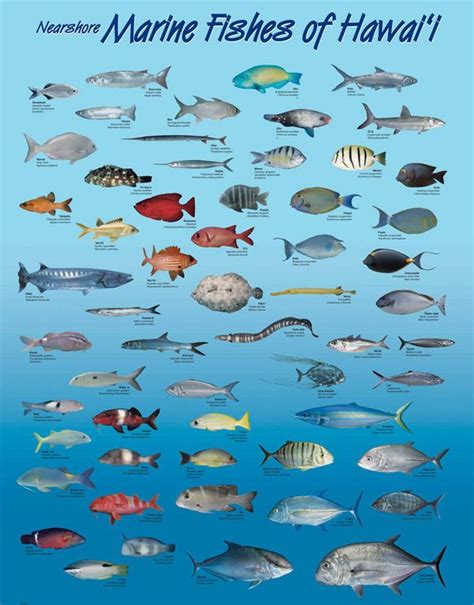 Map Of Hawaii Hawaii Ocean Fish Chart Pet Shark Marine Environment