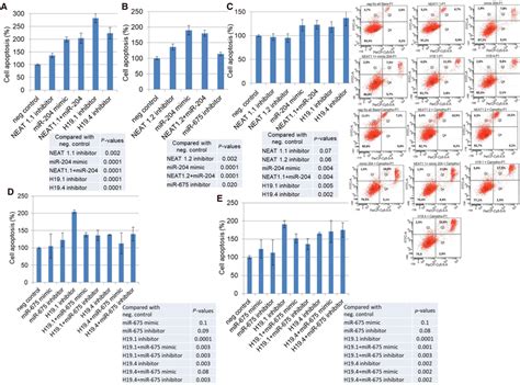 Effects On Apoptosis By H19mir‐675 And Neat1mir‐204 Mcf Cells Were Download Scientific