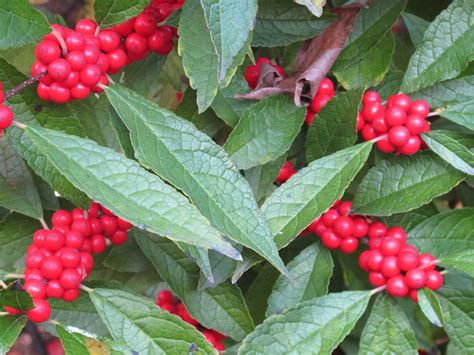 Arbuste Baies Rouges Pour Apporter Une Touche De Couleur Au Jardin