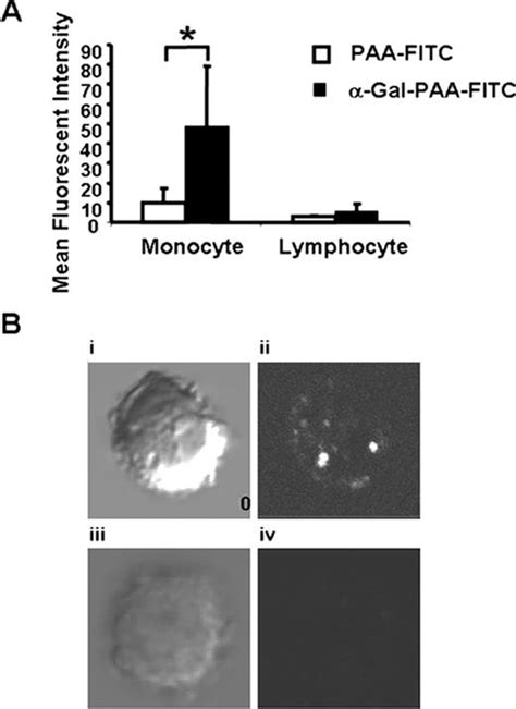 Human Monocytes Recognize Porcine Endothelium Via The Interaction Of