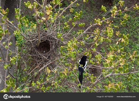 Horizontal Photo Eurasian Magpie's Nest Chestnut Tree Just Laid Egg ...