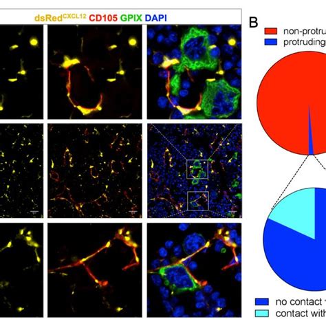 PDF CXCL12 Abundant Reticular CAR Cells Direct Megakaryocyte