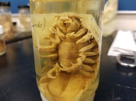 Download Preserved Giant Isopod Specimen Wallpaper