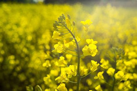 Rapeseed Field Blooming Canola Flowers Close Up On The Fi Stock Photo