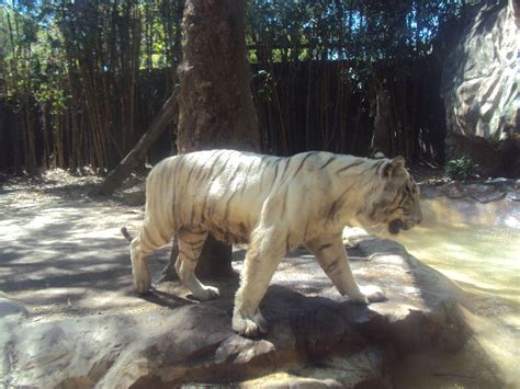 Profe Milton Steer El Zoológico De Barranquilla Un Sitio De Especial