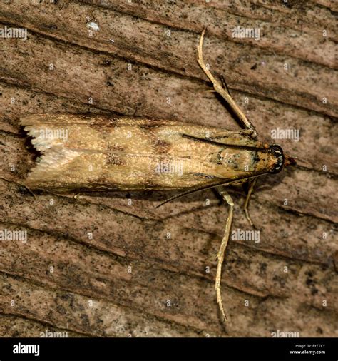 Homoeosoma Sinuella Micro Moth Small Pyralid Moth An Insect In The