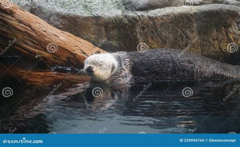 Sea Otter Sleeping Resting on Log Near River Stock Photo - Image of ...