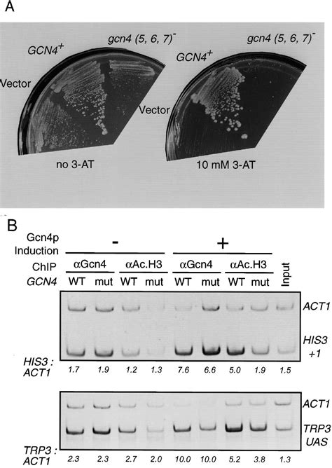 Gcn4 Activator Targets Gcn5 Histone Acetyltransferase To Specific