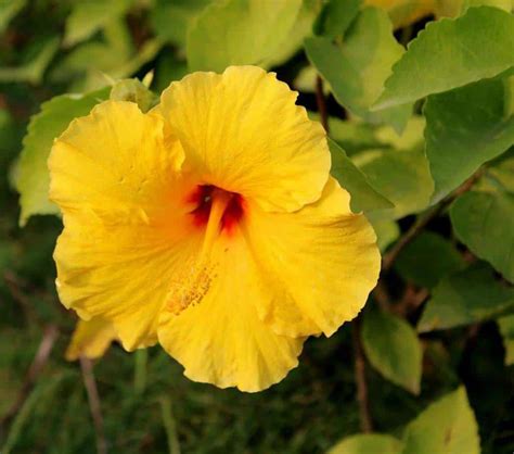 Hibiscus Leaves Turning Yellow How To Revive It Gardener Report