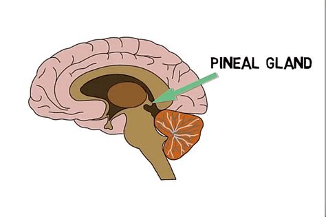 What Does The Pineal Gland Do? – Pineal XT Gland Boost