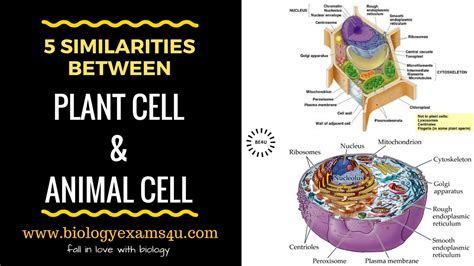 Similarities Of Plant And Animal Cell - Plant Ideas