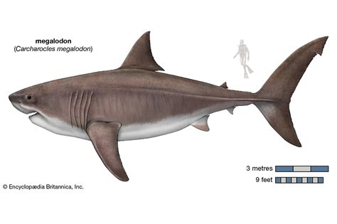 Tubarão megalodon pode ter sido diferente do que se imagina