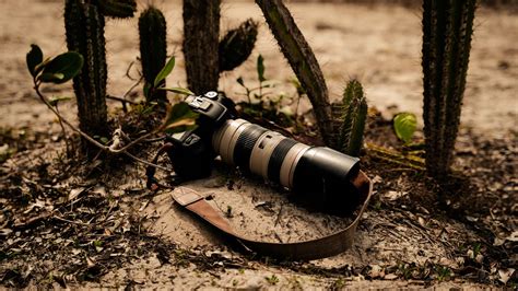 camera   ground   cactuses  stock photo