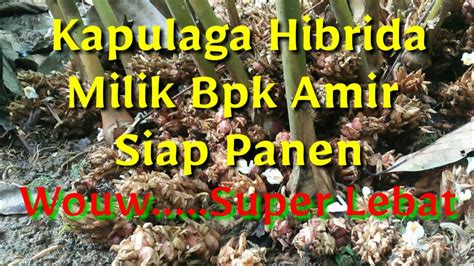 Kapulaga Hibrida Milik Bpk Amir Siap Panen YouTube