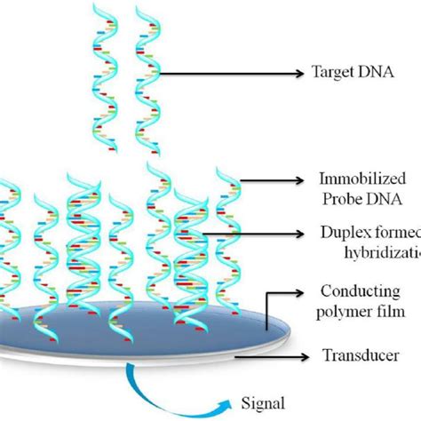 Schematic Representation Of A General Electrochemical DNA Sensor Based