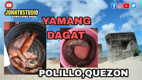 YAMANG DAGAT NG POLILLO QUEZON Polillo Island Fishing YouTube