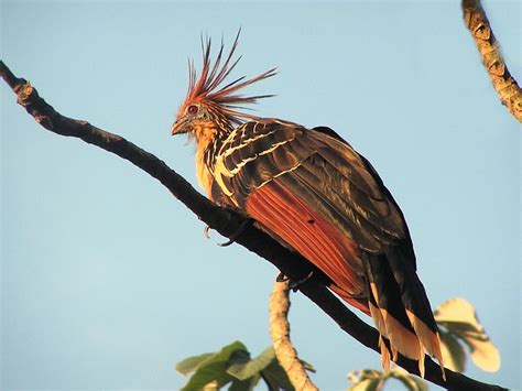 Hoatzin bird photo call and song/ Opisthocomus hoazin (Phasianus hoazin ...