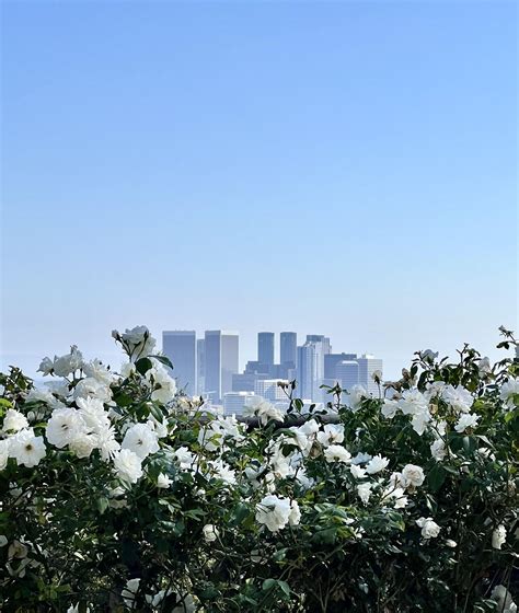 Century City skyline from Greystone Mansion : r/LosAngeles