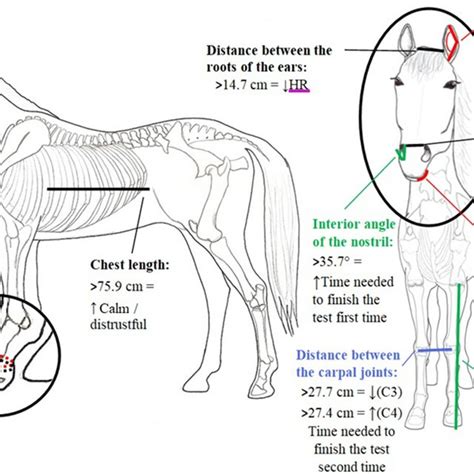 Detailed Description Of Measurements Measured On The Horse Body And