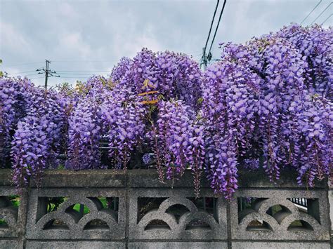 Опора для глицинии (135 фото) - фото - картинки и рисунки: скачать ...