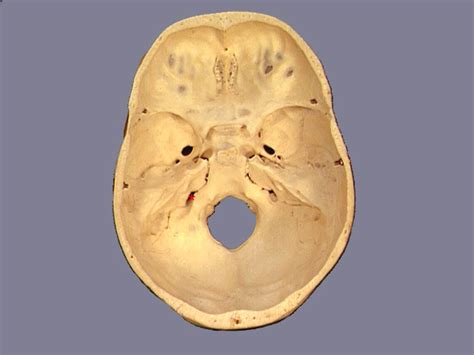 【foramen_lacerum】什么意思_英语foramen_lacerum的翻译_音标_读音_用法_例句_在线翻译_有道词典