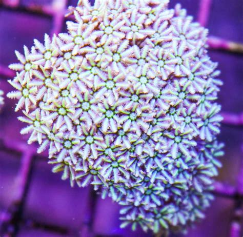 Pipe Organ Coral Care Frag Box Corals