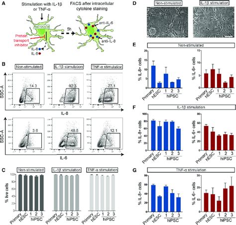 Pro Inflammatory Cytokine Production In Response To Inflammatory