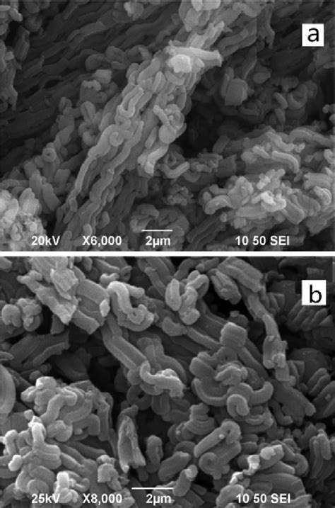 Scanning Electron Microscopy SEM Images Of Samples A SBA 15 B