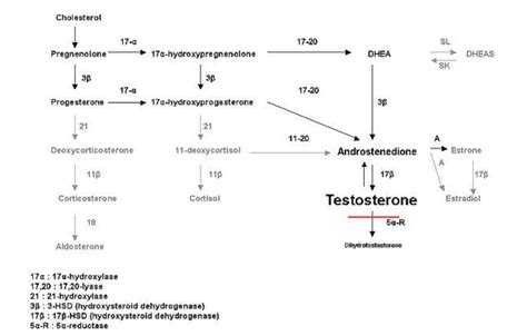 Alpha Reductase L G Vai Tr V Ng D Ng Y H C