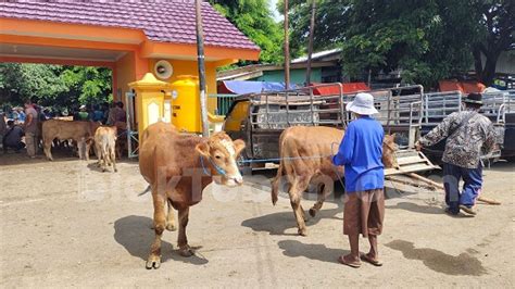 Permintaan Sapi Kurban Di Tuban Tahun 2023 Meningkat Dibanding 2022