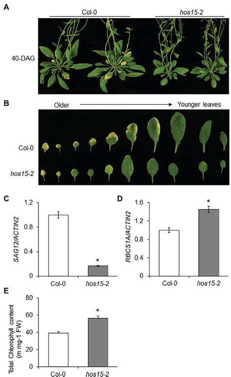 Frontiers The Transcriptional Corepressor Hos Mediates Dark Induced