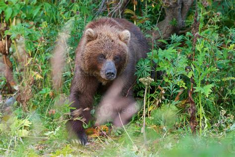 Wild Kamchatka Brown Bear In Natural Habitat Looking Out Of Summer