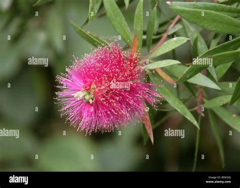 Lemon Bottle Brush Flower Callistemon Pallidus Myrtaceae Australia