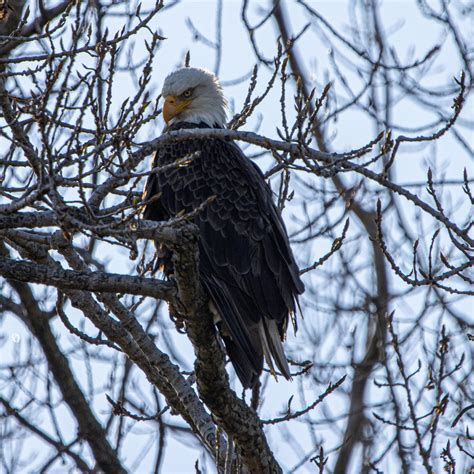 Bald eagle I found yesterday along the river : r/wildlifephotography