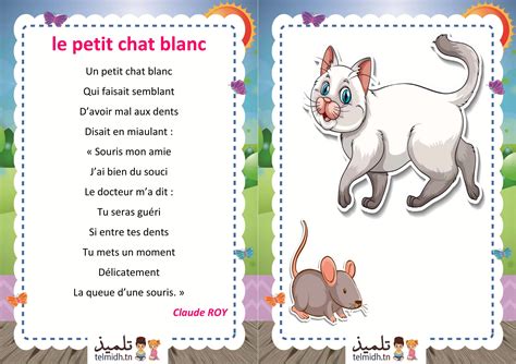 Le Petit Chat Blanc Telmidh