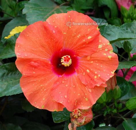 Hawaiian hibiscus | Hibiscus kokio | Hibiscus rosa sinensis