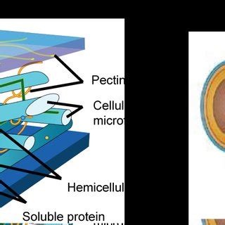 Structural diagram of cellobiose, the repeating unit of linear ...