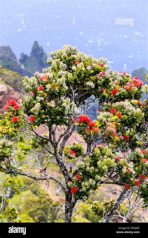 Ōhia Lehua Tree Kalalau Lookout Waimea Canyon State Park Kauai